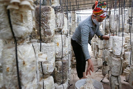 Nông dân thu hoạch nấm trồng. Ảnh: THÀNH ĐẠT