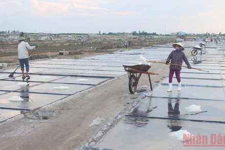 Bà con diêm dân làng Nghĩa Phú, xã Quỳnh Nghĩa (Quỳnh Lưu) thu hoạch muối.