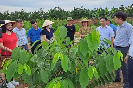 Các đại biểu tham quan mô hình trồng na ở xã Việt Dân, thị xã Đông Triều, Quảng Ninh. 