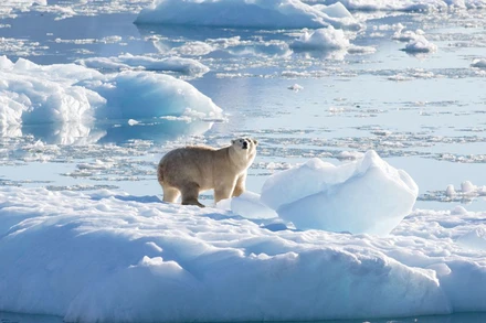 Một con gấu bắc cực ở phía đông nam sông băng Greenland. Ảnh chụp vào tháng 9/2016. (Ảnh: Thomas W. Johansen / NASA Oceans Melting Greenland /REUTERS)