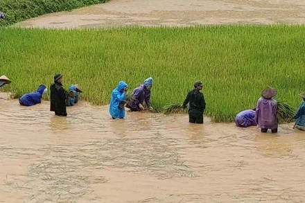 Cán bộ, chiến sĩ Đồn Biên phòng Nậm Lạnh phối hợp xã gặt lúa giúp hộ gia đình anh Vì Văn Thuông.