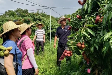 Các nhà khoa học Trung Quốc đánh giá chất lượng quả vải thiều không hạt. (Ảnh: catas.cn)