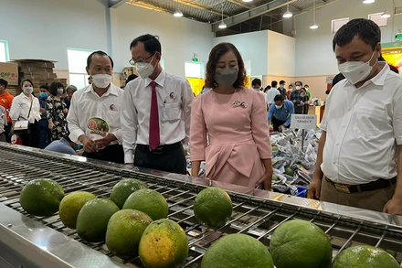 Sản phẩm bưởi da xanh sẽ được xuất khẩu sang thị trường Mỹ trong thời gian tới.