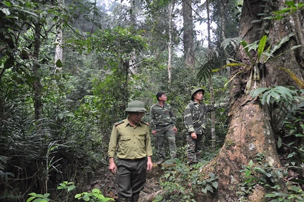 Lực lượng kiểm lâm tỉnh Tuyên Quang tăng cường tuần tra, bảo vệ rừng.