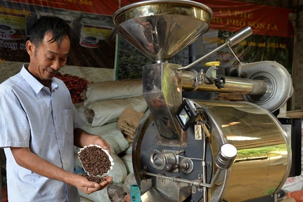 Ông Nguyễn Xuân Thao, Giám đốc Hợp tác xã Cà-phê Bích Thao Sơn La kiểm tra chất lượng hạt cà-phê. 