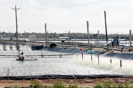 Do thời tiết bất thường, đến nay đã có hơn 1.300ha nuôi tôm ở Sóc Trăng bị thiệt hại.