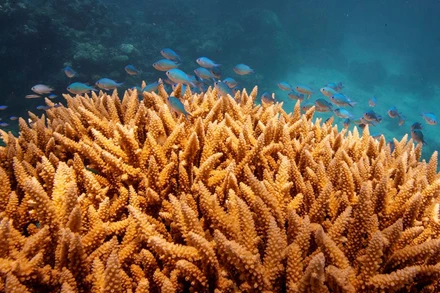 Một đàn cá bơi trên nhóm san hô hươu sao (Acropora cervicornis) ở rạn san hô Great Barrier ngoài khơi bờ biển Cairns, Australia. (Ảnh: REUTERS)