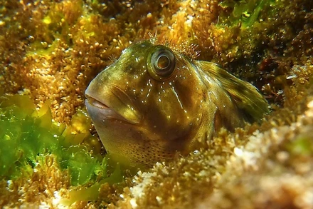 Những bức ảnh ấn tượng về động vật hoang dã trong tuần