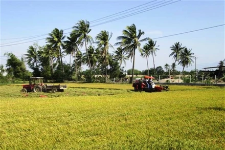Thu hoạch lúa ở xã An Hải, huyện Ninh Phước (Ninh Thuận). (Ảnh: Nguyễn Thành/TTXVN)