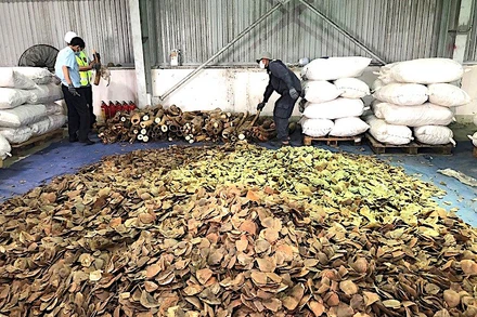 Số ngà voi và vẩy tê tê thu giữ trong vụ án này với tổng số tiền 300 tỷ đồng. (Ảnh: Cục Hải quan Đà Nẵng)