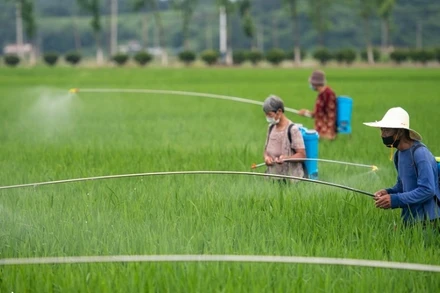 Nông dân tỉnh Hồ Nam, Trung Quốc canh tác lúa nước. (Ảnh: People.cn)