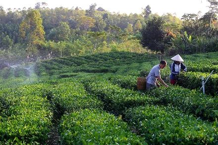 Ảnh: THÀNH ĐẠT