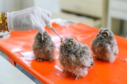 Ấn tượng động vật hoang dã qua lăng kính nhiếp ảnh