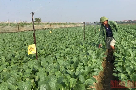 Trồng rau an toàn tại huyện Mê Linh. (Ảnh: NGỌC ANH)