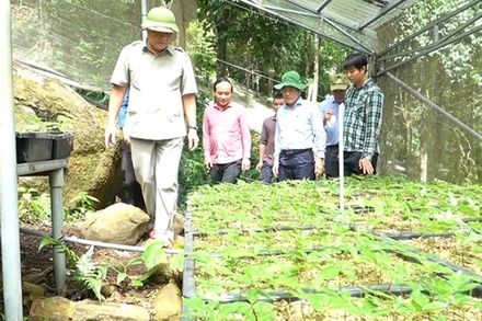 Quảng Nam đầu tư mở rộng diện tích sâm Ngọc Linh.