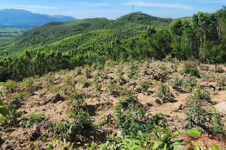 Tình trạng xâm chiếm đất rừng tại Khoảnh 2a, Tiểu khu 208 xã Mỹ Hiệp, huyện Phù Mỹ, tỉnh Bình Định diễn ra trong thời gian dài, bắt đầu từ năm 2014 đến nay để lấy đất trồng rừng sản xuất.