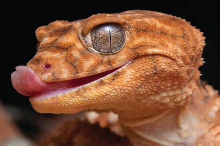 Tắc kè đuôi chùm trên dãy núi West MacDonnell, lãnh thổ Bắc Australia.