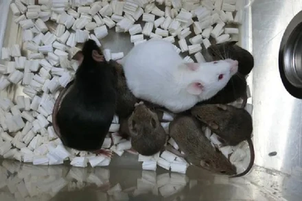 Dorami - chuột đen bên trái là con chuột nhân bản đầu tiên từ tế bào da đông khô. (Ảnh: Đại học Yamanashi)