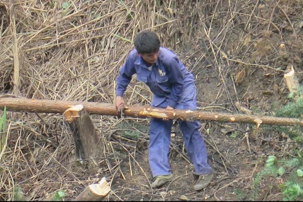 Một số hộ dân ở xã Bắc Thủy, huyện Chi Lăng (Lạng Sơn) chặt phá cây rừng để lấy đất sản xuất.