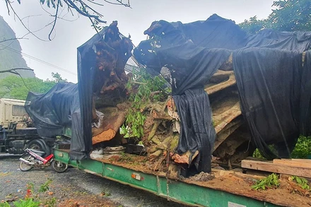 Xe chở 2 cây “khủng” khai thác trái phép tại xã Trường Xuân bị tạm giữ.