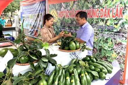 Một gian hàng trưng bày, giới thiệu trái bơ Đắk Lắk tại hội nghị.