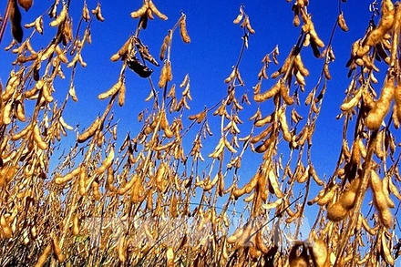 Ảnh minh họa. (Nguồn: Reuters)