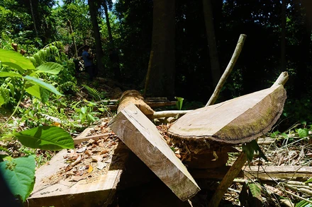 Gỗ bị khai thác trái phép còn bỏ lại hiện trường ở khu vực rừng Thượng Hóa (Quảng Bình).