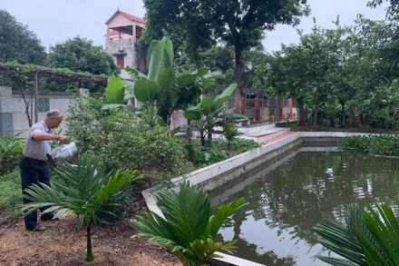 Hằng ngày, cựu chiến binh Đặng Đình Thuận đều tranh thủ thời gian rảnh rỗi để chăm sóc vườn rau.