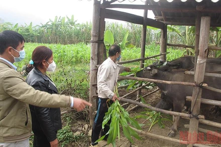 Gia đình ông Lò Văn Bạt, là một trong những hộ nghèo của bản Nà Lò 1, xã Huy Hạ được vay vốn phát triển chăn nuôi.