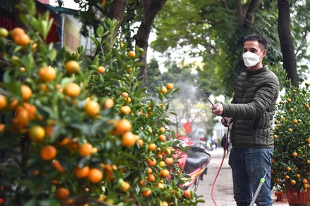 Treo biển bán đồng giá, lượng khách mua quất cảnh tăng đáng kể. (Ảnh: Minh Duy)