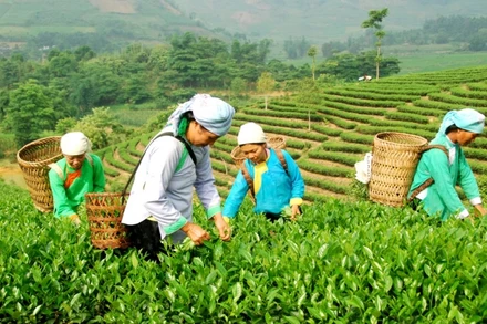 Nông dân xã Bản Xen, huyện Mường Khương, Lào Cai, thu hái chè Tuyết San. (Ảnh: Quốc Hồng)