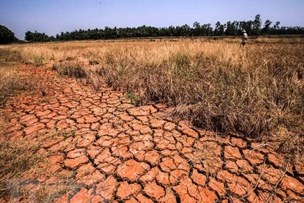 Ảnh minh họa. (Ảnh: TTXVN)