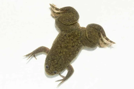 Con ếch móng vuốt châu Phi đã mọc lại chân sau khi được dùng thuốc. Ảnh: Alamy