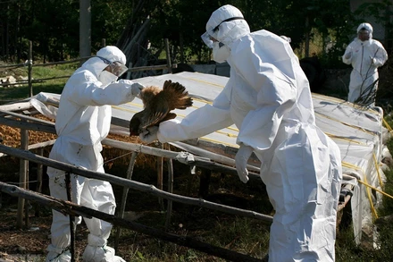 Nhân viên kiểm dịch tiêu hủy gia cầm bị mắc bệnh. (Ảnh: AFP/TTXVN)