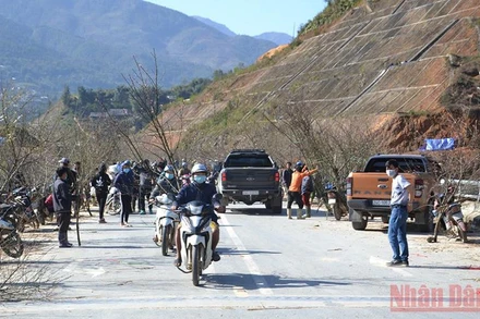 Nhộn nhịp chợ đào ở ngã 3 Sâu Chua.