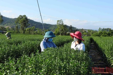 Chị Ngô Thị Thu Vân (bìa phải) cùng vườn cúc chủ động giống của hộ anh Huy.