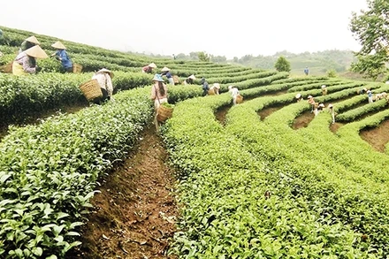 Vùng nguyên liệu chè Tam Đường (Lai Châu) phục vụ xuất khẩu. Ảnh: Hà Vượng