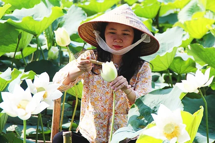 Sen ngự giữa lòng danh thắng