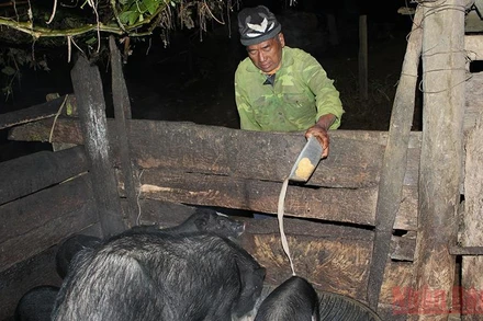 Dậy sớm nhất để cho lợn, gà ăn hay làm các công việc quan trọng sẽ là những người đàn ông trong gia đình.