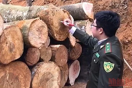 Cán bộ Hạt Kiểm lâm rừng ATK Định Hóa đo đếm, thu giữ số gỗ khai thác trái phép tại hiện trường. 