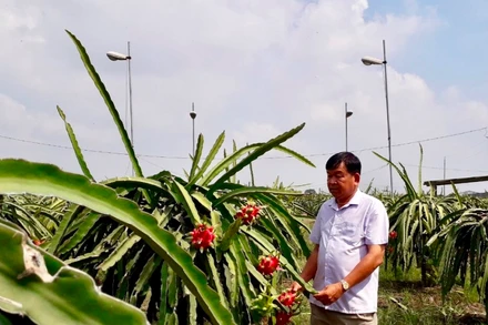 Thanh long Việt Nam mở rộng thị trường xuất khẩu sang Ấn Độ.