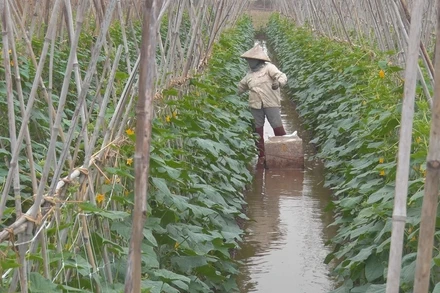 Người nông dân chăm chút cho ruộng dưa. (Ảnh: ĐÀO PHƯƠNG)