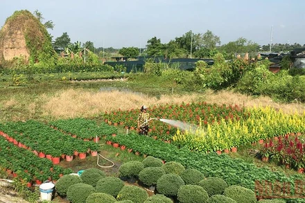 Một góc làng hoa Chợ Lách, tỉnh Bến Tre. (Ảnh: Hoàng Trung)