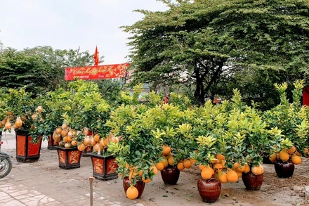 Chợ hoa Xuân bắt đầu bày bán tại vỉa vè đường Lê Hồng Phong (quận Ngô Quyền).