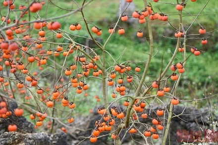 Mùa hồng trĩu quả ở bản Ôn, Mộc Châu