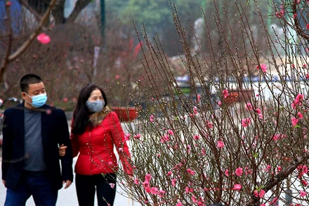 Phải mất vài ngày lượn chợ hoa mới mua được đào quất ưng ý. Ảnh: HỮU NGHỊ