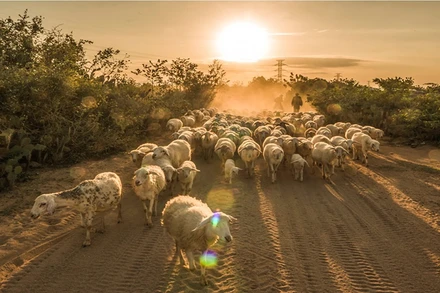 Trại cừu An Hòa, điểm đến không thể bỏ qua khi đến Ninh Thuận.