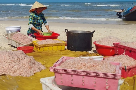 Hôm nay thời tiết đẹp, ngư dân bãi ngang Ngư Thủy (Quảng Bình) trúng mùa ruốc biển.