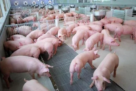 Một cơ sở chăn nuôi lợn tại Thái Lan. (Ảnh: Cục Quan hệ công chúng Thái Lan)