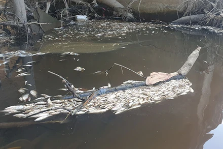 Cá chết trên kênh Ba La được vớt lên mang đi tiêu hủy.